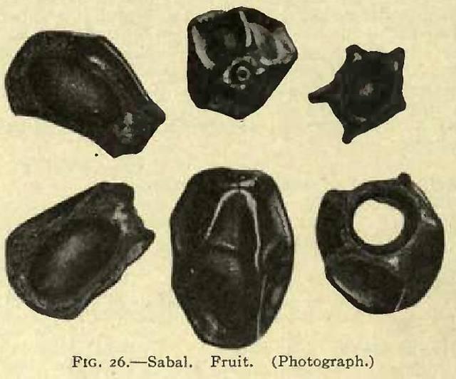 Fig. 26. Sabal fruit.