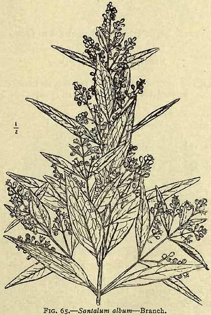 Fig. 65. Santalum album