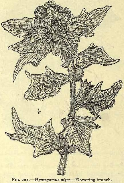 Fig. 221. Hyoscyamus niger.