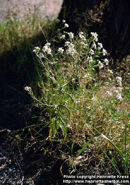 Photo: Achillea ptarmica 1.