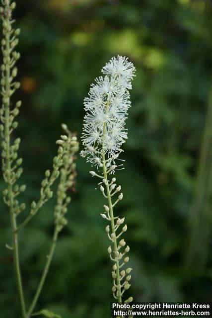 Photo: Cimicifuga racemosa 7.