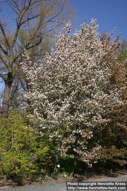Photo: Amelanchier laevis 2.