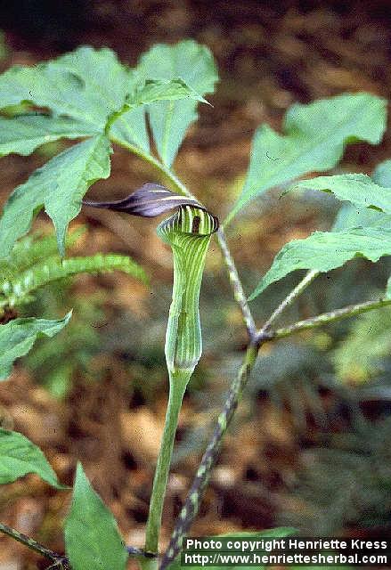 Photo: Arisaema serratum.