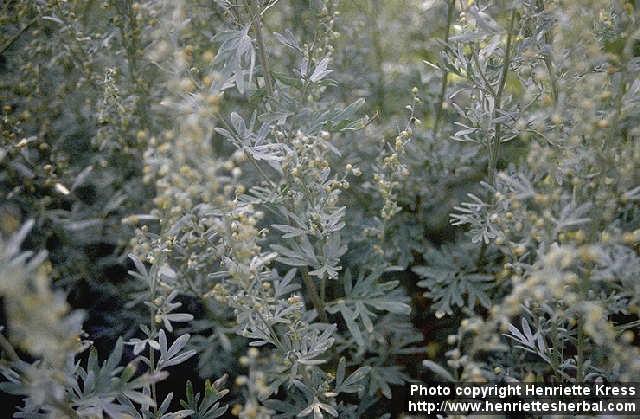 Photo: Artemisia absinthium 3.