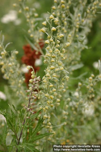 Photo: Artemisia absinthium 7.