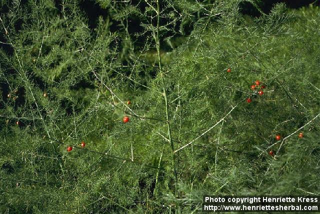 Photo: Asparagus officinalis 1.