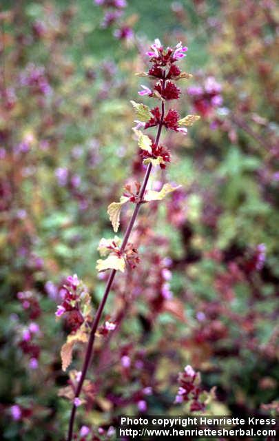 Photo: Ballota nigra 2.