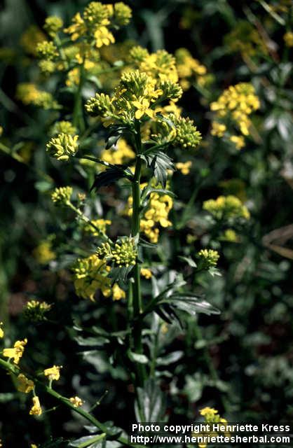 Photo: Barbarea vulgaris 2.