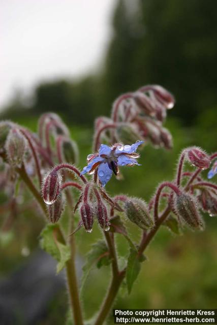 Photo: Borago officinalis 6.
