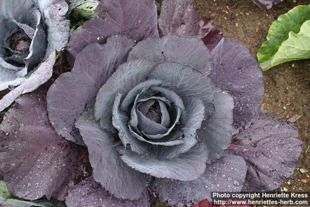 Photo: Brassica oleracea capi 3.