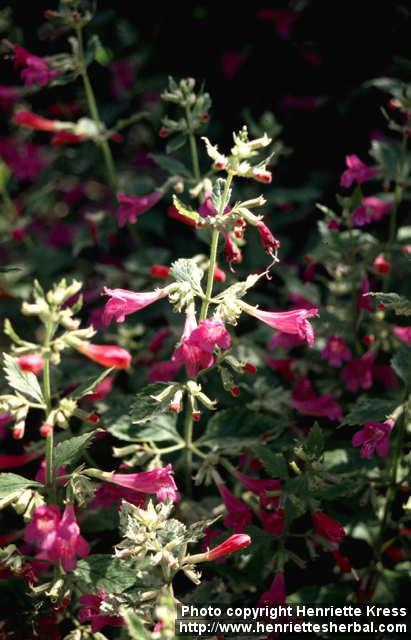 Photo: Calamintha grandiflora 2.