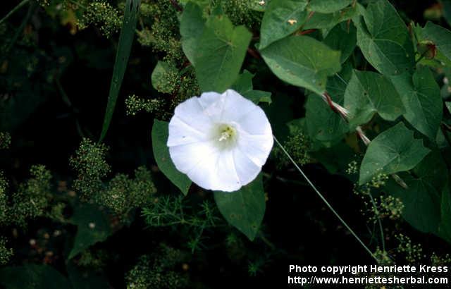 Photo: Calystegia sepium 1.