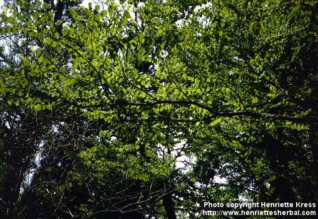 Photo: Cercidiphyllum japonicum.