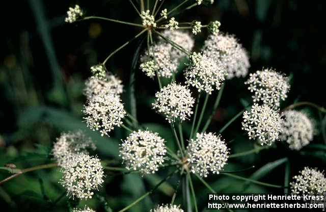 Photo: Cicuta virosa 7.