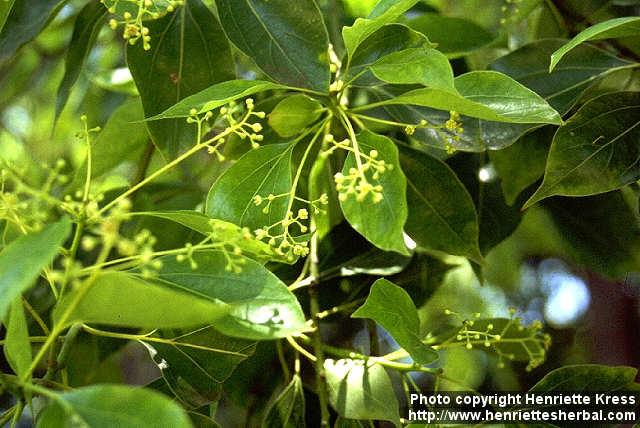 Photo: Cinnamomum camphora 3.