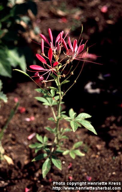 Photo: Cleome hassleriana 1.