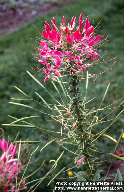 Photo: Cleome hassleriana 2.