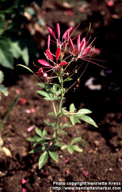 Photo: Cleome hassleriana.