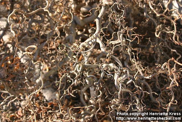Photo: Corylus avellana cont 5.