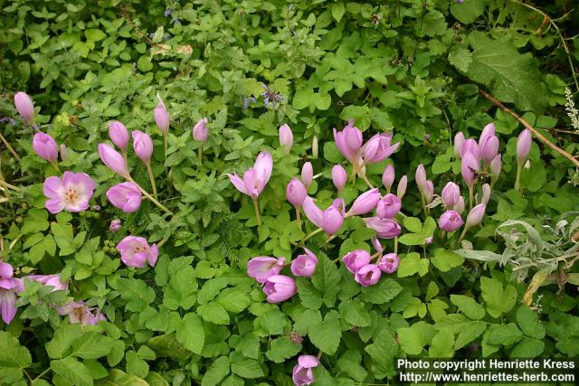 Photo: Colchicum autumnale 7.
