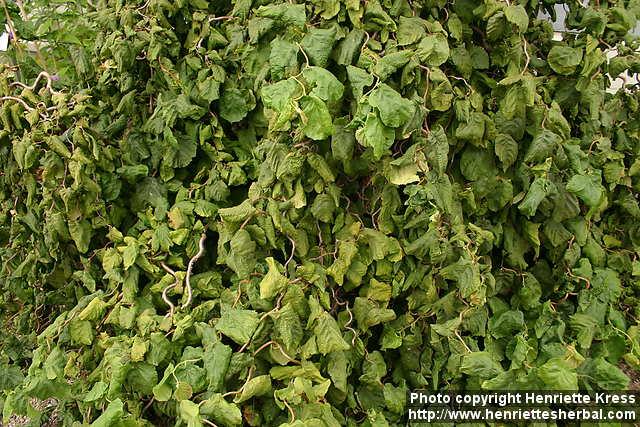 Photo: Corylus avellana cont 7.