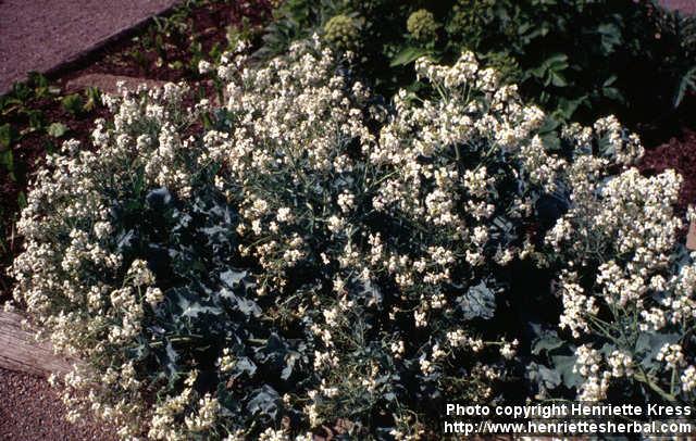 Photo: Crambe maritima 2.
