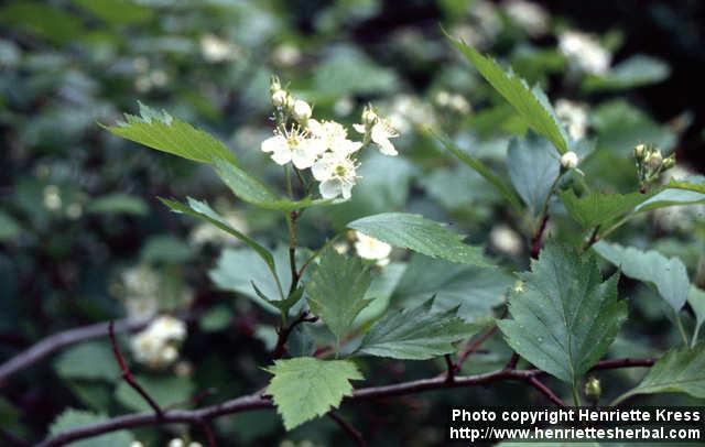 Photo: Crataegus flabellata 1.