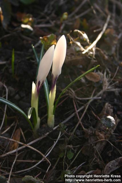 Photo: Crocus vernus 7.