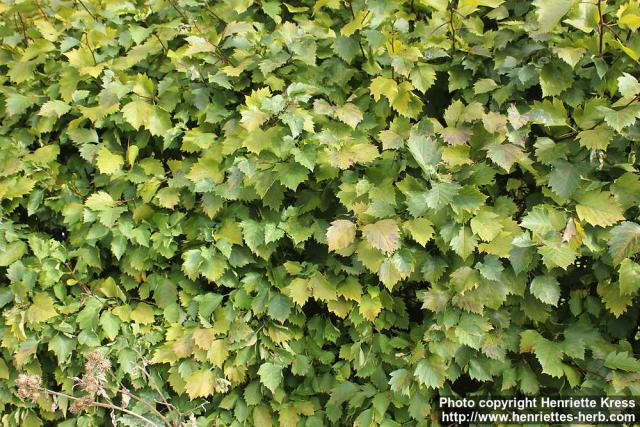 Photo: Crataegus flabellata 5.