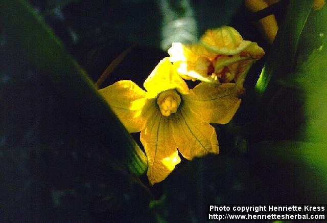 Photo: Cucurbita pepo 5.