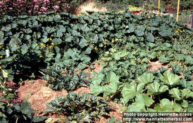 Photo: Cucurbita pepo 8.