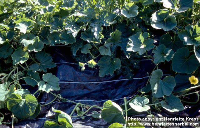 Photo: Cucurbita pepo 9.