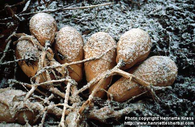Photo: Cucurbita pepo 4.