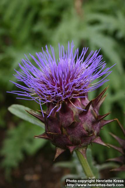 Photo: Cynara scolymus 7.