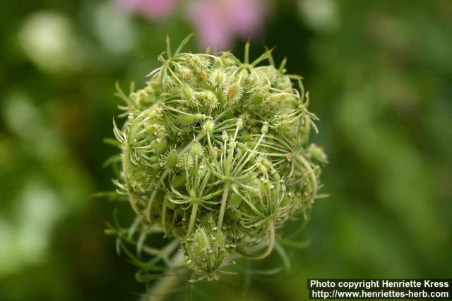 Photo: Daucus carota 7.