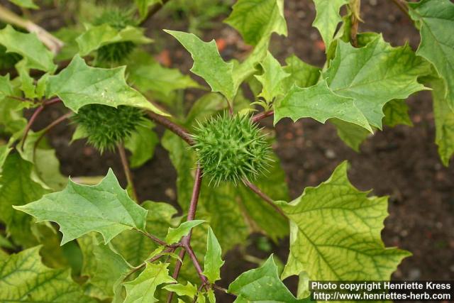 Photo: Datura stramonium 4.