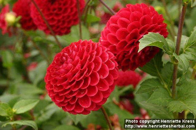 Photo: Dahlia 8.