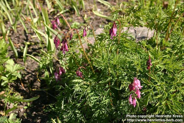 Photo: Dicentra formosa 2.