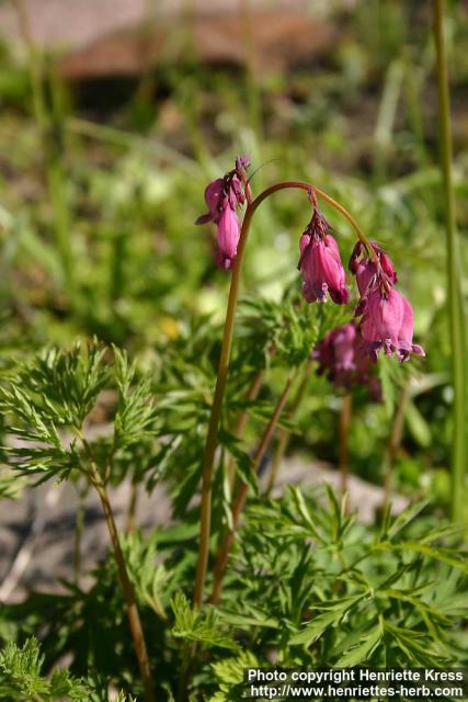 Photo: Dicentra formosa 3.