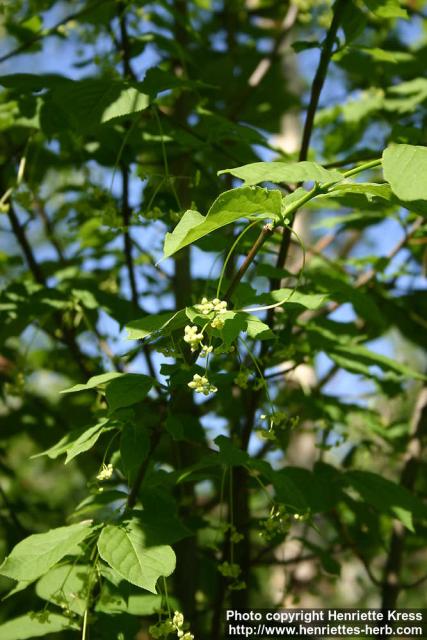Photo: Euonymus macropterus 3.