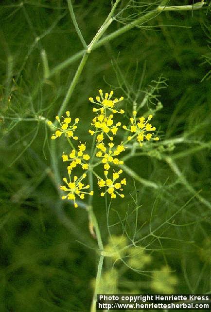 Photo: Foeniculum vulgare 4.