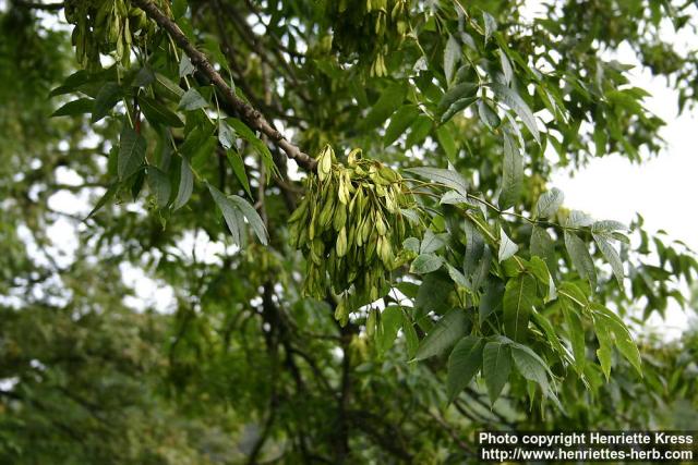 Photo: Fraxinus excelsior 5.
