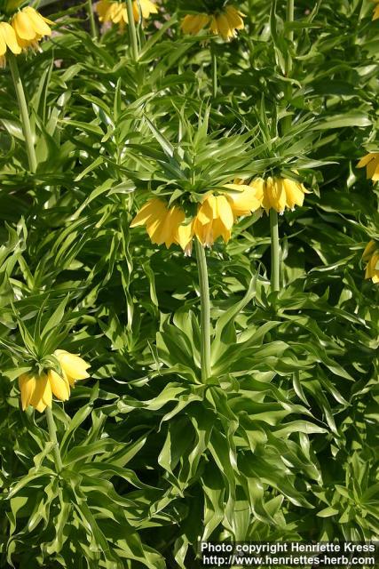 Photo: Fritillaria imperialis 7.