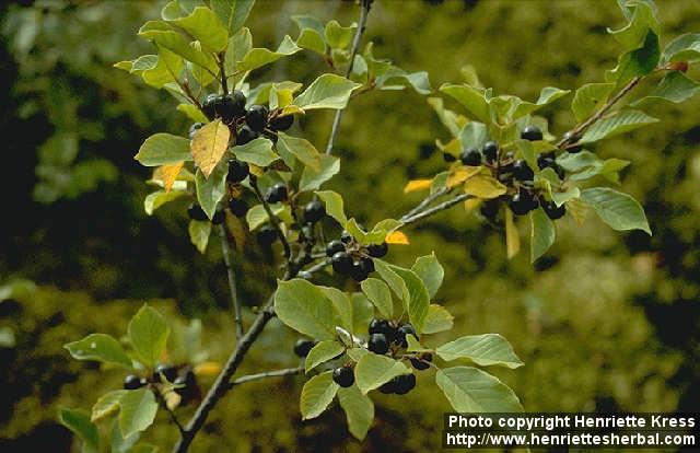 Photo: Frangula alnus.