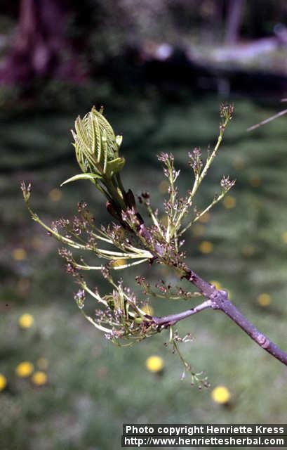 Photo: Fraxinus excelsior 9.