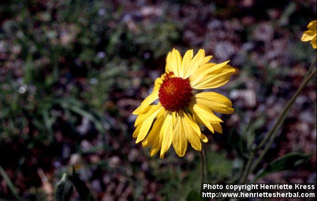 Photo: Gaillardia aristata 1.