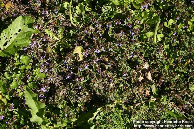Photo: Glechoma hederacea 9.