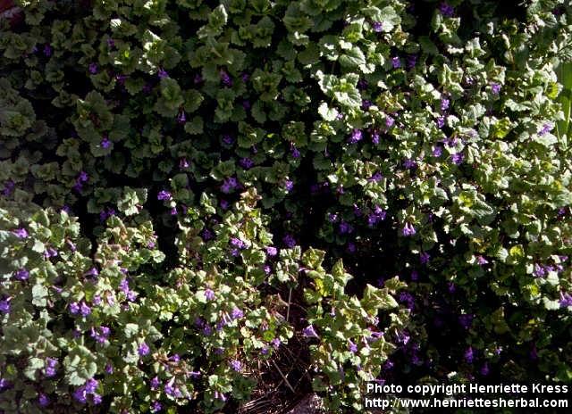 Photo: Glechoma hederacea 3.