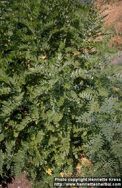 Photo: Glycyrrhiza glabra 2.