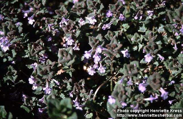 Photo: Glechoma hederacea 1.